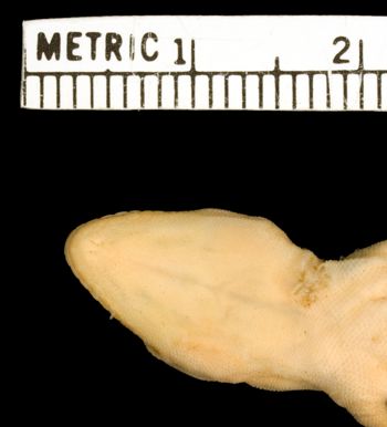 Media type: image;   Herpetology R-46804